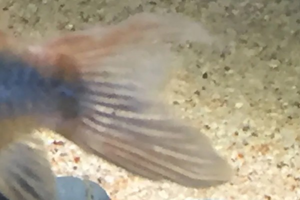 鱼尾巴有血丝用什么药，一般是不用药的