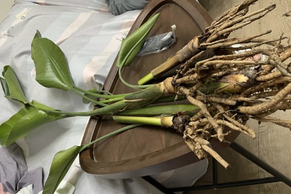 天堂鸟怎么养殖，每天提供8小时以上的散射光