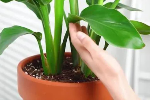 天堂鸟怎么养殖，每天提供8小时以上的散射光