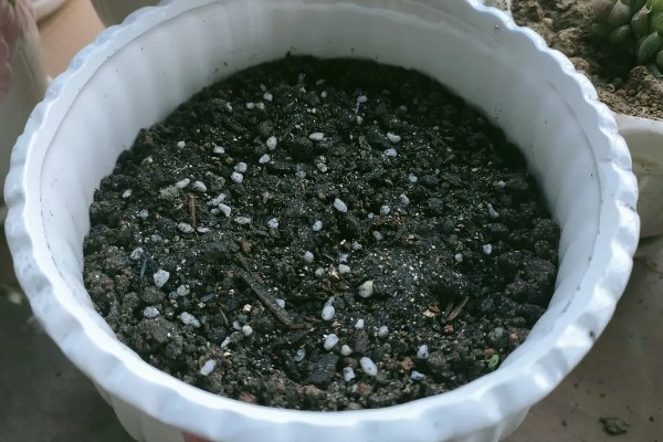 天堂鸟怎么养殖，每天提供8小时以上的散射光