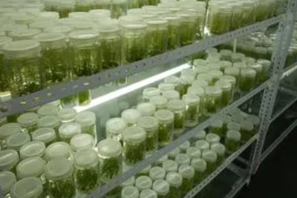 天堂鸟怎么养殖，每天提供8小时以上的散射光