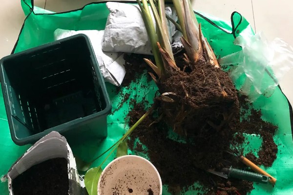 天堂鸟怎么养殖，每天提供8小时以上的散射光