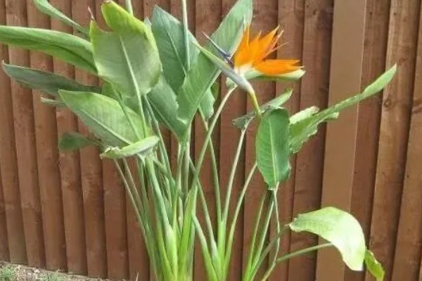 天堂鸟怎么养殖，每天提供8小时以上的散射光