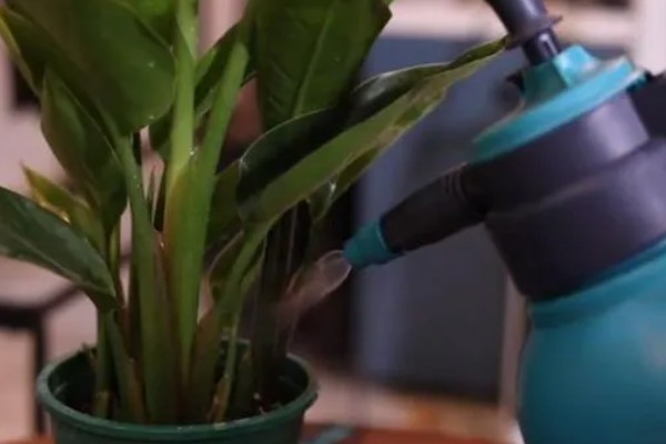 天堂鸟怎么养殖，每天提供8小时以上的散射光