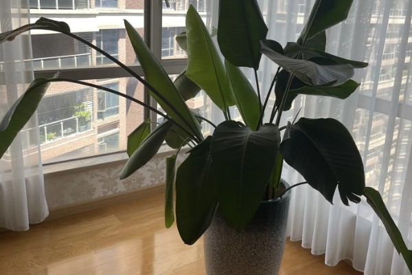 天堂鸟怎么养殖，每天提供8小时以上的散射光