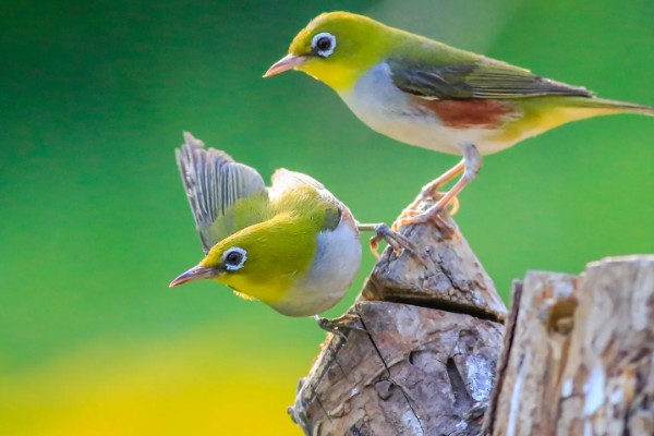 绣眼鸟怎么养毛色好看，需投喂营养丰富的饲料