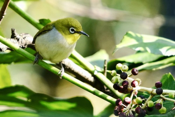 绣眼鸟怎么养毛色好看，需投喂营养丰富的饲料
