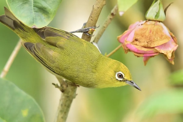 绣眼鸟怎么养毛色好看，需投喂营养丰富的饲料