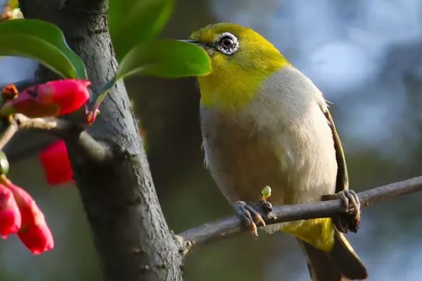 绣眼鸟怎么养毛色好看，需投喂营养丰富的饲料