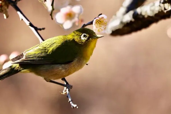 绣眼鸟怎么养毛色好看，需投喂营养丰富的饲料