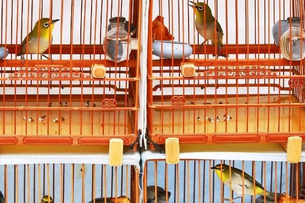 绣眼鸟怎么养毛色好看，需投喂营养丰富的饲料