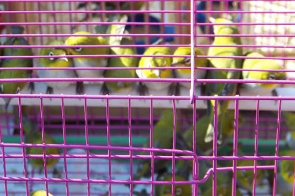 绣眼鸟怎么养毛色好看，需投喂营养丰富的饲料