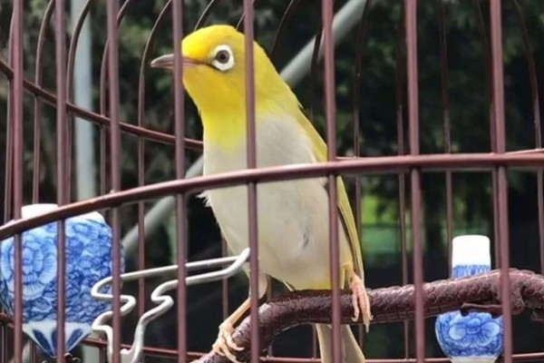 绣眼鸟怎么养毛色好看，需投喂营养丰富的饲料