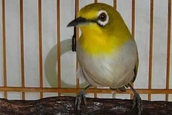 绣眼鸟怎么养毛色好看，需投喂营养丰富的饲料