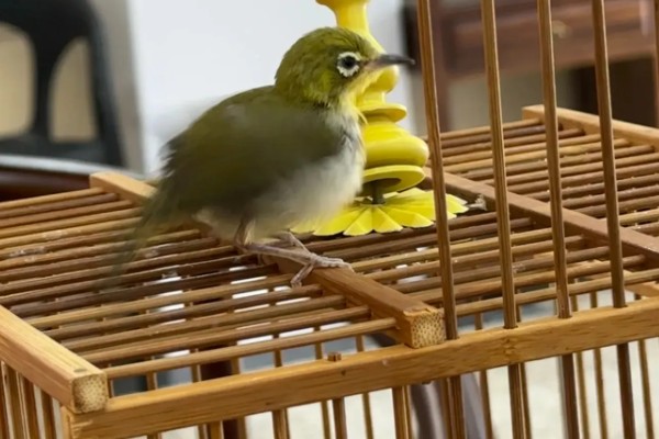 绣眼鸟怎么养毛色好看，需投喂营养丰富的饲料