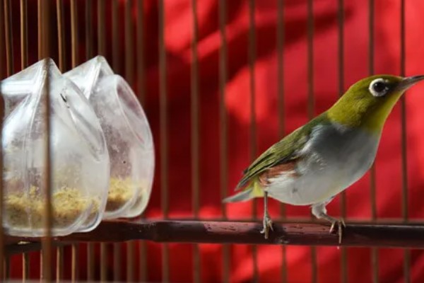绣眼鸟怎么养毛色好看，需投喂营养丰富的饲料