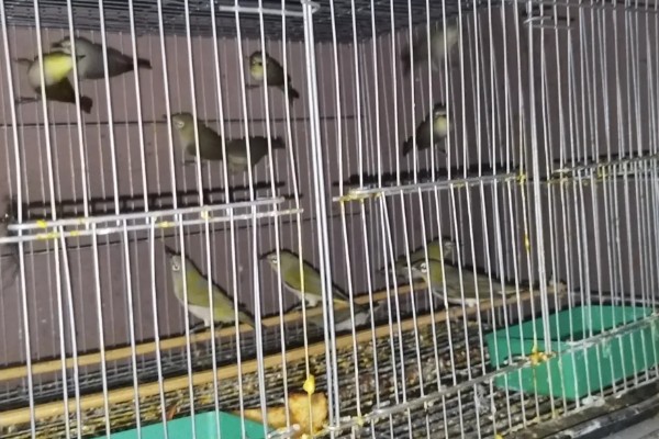 绣眼鸟怎么养毛色好看，需投喂营养丰富的饲料