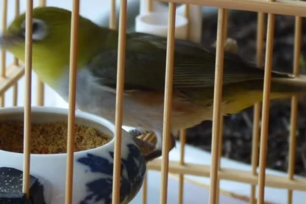 绣眼鸟怎么养毛色好看，需投喂营养丰富的饲料