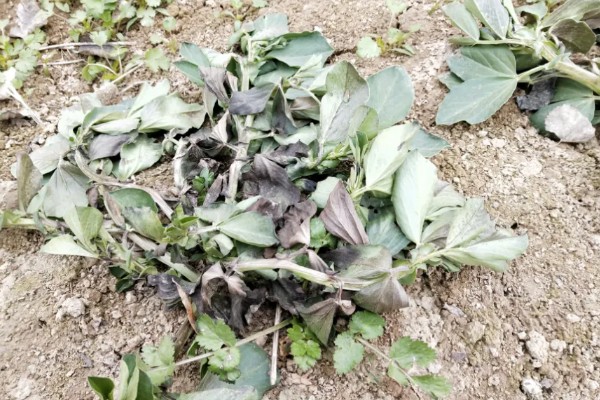 蚕豆落花落荚的原因，可能是气候不适所致