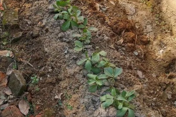 蚕豆落花落荚的原因，可能是气候不适所致