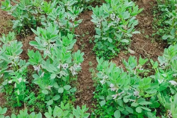 蚕豆落花落荚的原因，可能是气候不适所致