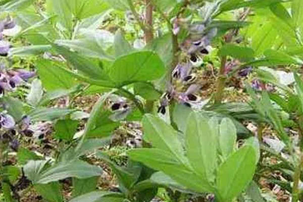 蚕豆落花落荚的原因，可能是气候不适所致