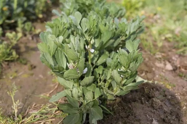 蚕豆落花落荚的原因，可能是气候不适所致