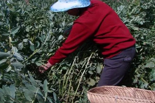 蚕豆落花落荚的原因，可能是气候不适所致