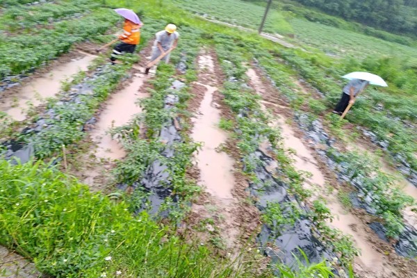 蚕豆落花落荚的原因，可能是气候不适所致