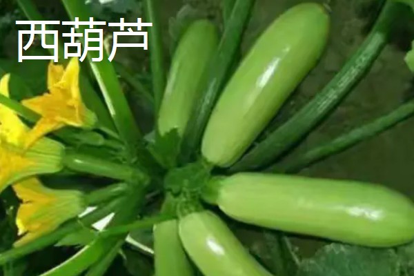 西葫芦与笋瓜有什么区别，外观、果梗、食用对象都不同