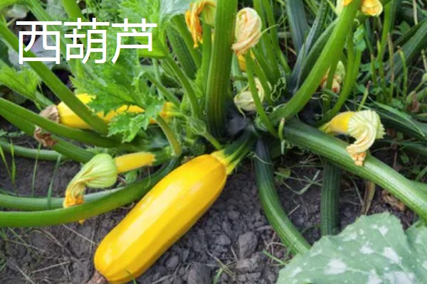 西葫芦与笋瓜有什么区别，外观、果梗、食用对象都不同