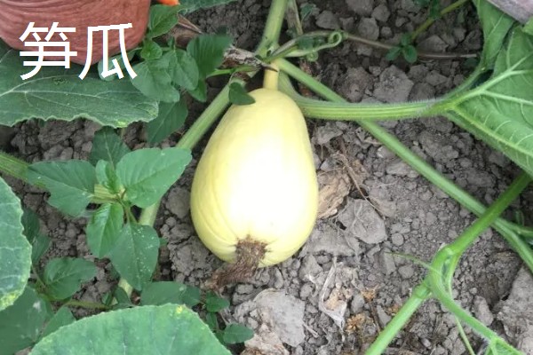 西葫芦与笋瓜有什么区别，外观、果梗、食用对象都不同
