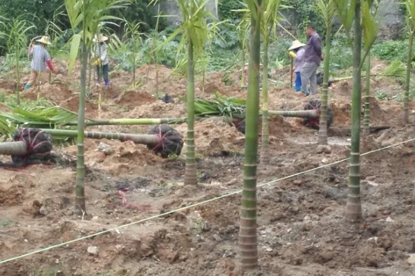 槟榔的保花保果方法，结果期追施土杂肥和尿素等肥料