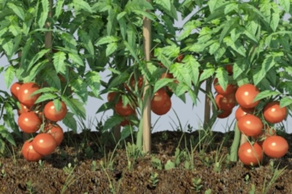 怎么防治番茄病毒病，选用抗病品种是根本措施