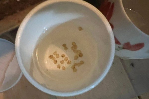 怎么防治番茄病毒病，选用抗病品种是根本措施