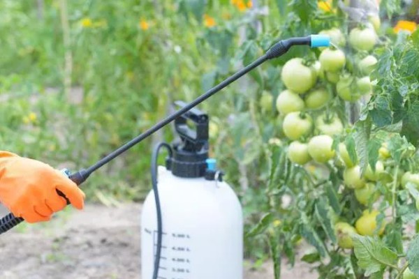 怎么防治番茄病毒病，选用抗病品种是根本措施