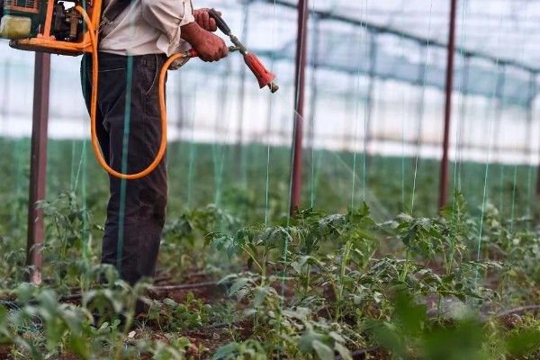 怎么防治番茄病毒病，选用抗病品种是根本措施