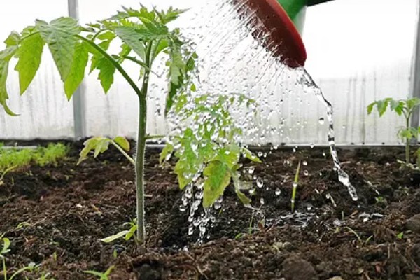 怎么防治番茄病毒病，选用抗病品种是根本措施