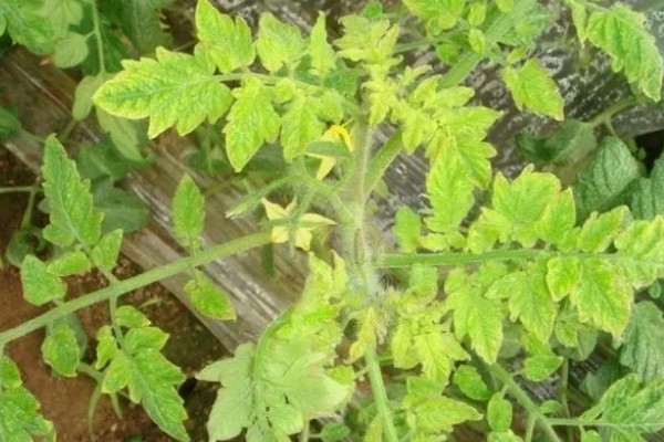 怎么防治番茄病毒病，选用抗病品种是根本措施