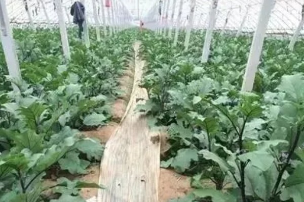 茄子秧枯萎打蔫如何防治，种植前期适当降低浇水量