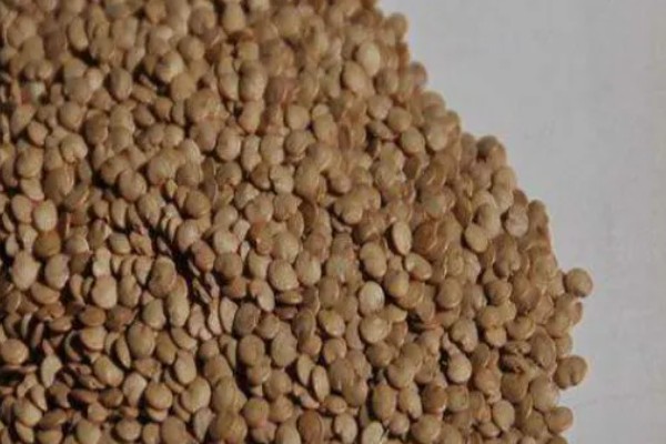 茄子秧枯萎打蔫如何防治，种植前期适当降低浇水量