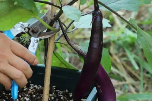 茄子秧枯萎打蔫如何防治，种植前期适当降低浇水量