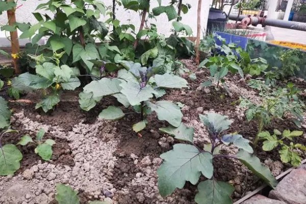 茄子秧枯萎打蔫如何防治，种植前期适当降低浇水量