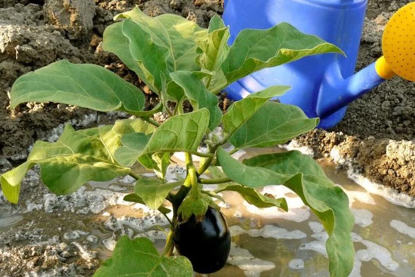 茄子秧枯萎打蔫如何防治，种植前期适当降低浇水量