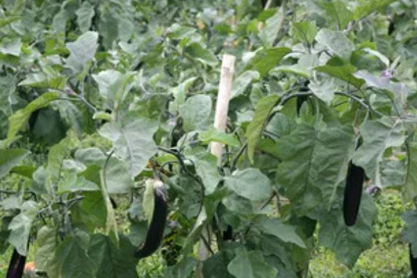 茄子秧枯萎打蔫如何防治，种植前期适当降低浇水量