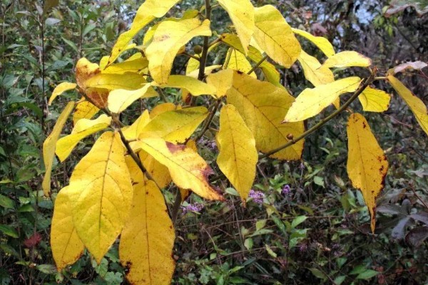 吴茱萸为何叶子发黄，土壤碱化、水分不足都是常见原因