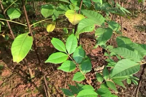 吴茱萸为何叶子发黄，土壤碱化、水分不足都是常见原因