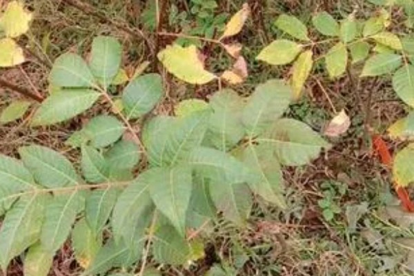 吴茱萸为何叶子发黄，土壤碱化、水分不足都是常见原因