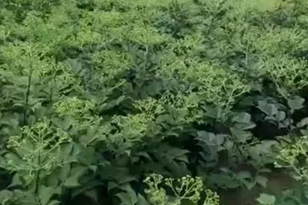 吴茱萸为何叶子发黄，土壤碱化、水分不足都是常见原因