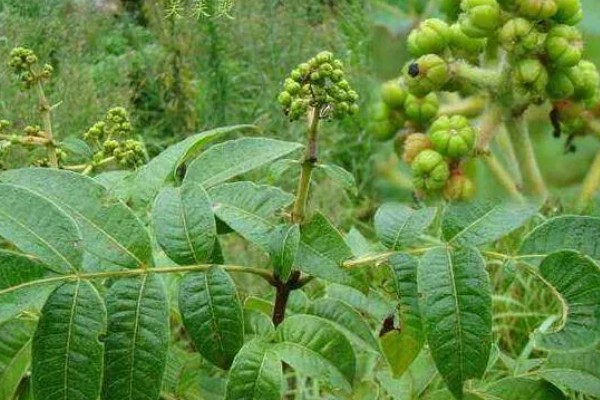 吴茱萸为何叶子发黄，土壤碱化、水分不足都是常见原因